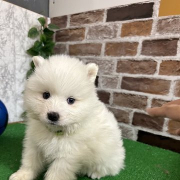 サモエド【愛知県・男の子・2024年11月11日・ホワイト】の写真「すくすく成長中🌼」