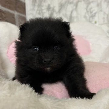 ポメラニアン【愛知県・男の子・2024年12月6日・ブラック】の写真「すくすく成長中🍒」