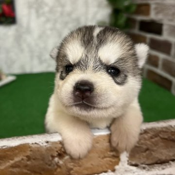 シベリアンハスキー【愛知県・女の子・2024年10月31日・シルバー&ホワイト】の写真「めっちゃかわいい❄️
すくすく成長中！」