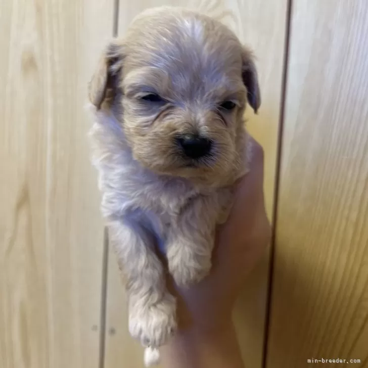 ひろさん 様のお迎えした子犬