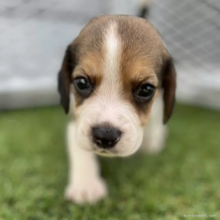 なを 様のお迎えした子犬