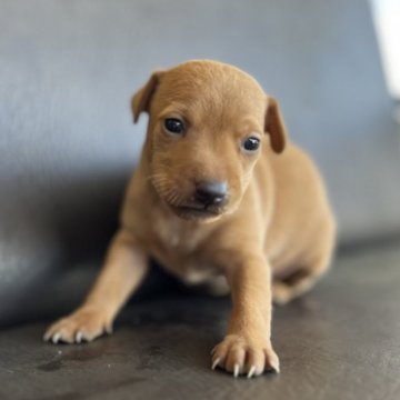 ミニチュアピンシャーの子犬を探す｜ブリーダー直販の子犬販売【みんなのブリーダー】