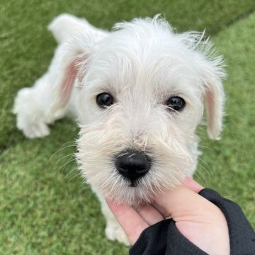 ミニチュアシュナウザー【愛知県・男の子・2024年6月27日・ホワイト】の写真「可愛い子犬」