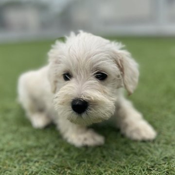 ミニチュアシュナウザー【愛知県・男の子・2024年6月27日・ホワイト】の写真「可愛い子犬」