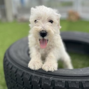 ミニチュアシュナウザー【愛知県・男の子・2024年6月27日・ホワイト】の写真「可愛い子犬」