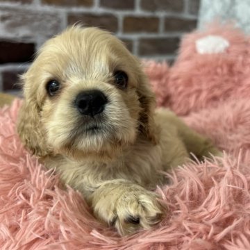 アメリカンコッカースパニエル【愛知県・男の子・2024年6月17日・バフ】の写真「可愛い仔犬」