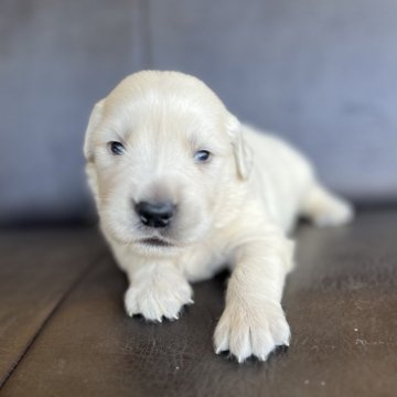 ゴールデンレトリバー【愛知県・男の子・2024年9月21日・クリーム】の写真「めっちゃかわいい👶🏻」