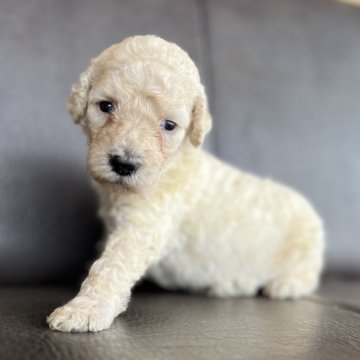 スタンダードプードル【愛知県・男の子・2024年9月23日・アプリコット】の写真「めっちゃかわいい🐏」