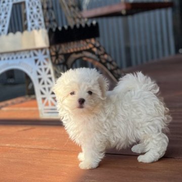 マルチーズ【愛知県・男の子・2024年7月12日・ホワイト】の写真「可愛いです！」