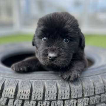 ニューファンドランド【愛知県・男の子・2024年8月21日・ブラック】の写真「すくすく成長中！
もふもふでかわいい🧸」