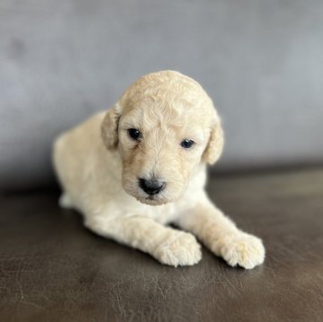 スタンダードプードル【愛知県・女の子・2024年9月23日・アプリコット】の写真「めっちゃかわいい🐏」