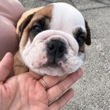 ブルドッグ【愛知県・男の子・2023年8月18日・レッド&ホワイト】の写真「クリクリお目目がかわいい、」