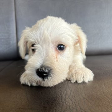 ミニチュアシュナウザー【愛知県・女の子・2024年6月27日・ホワイト】の写真「可愛い子犬」