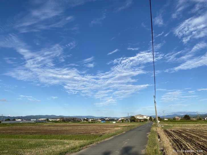 福岡県八女市の自然いっぱいの環境の元元気なワンちゃんを育てています。｜政次　康久(まさつぐ　やすひさ)ブリーダー(福岡県・チワワ(ロング)など・JKC登録)の紹介写真2