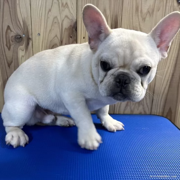 ひろじゅん 様のお迎えした子犬