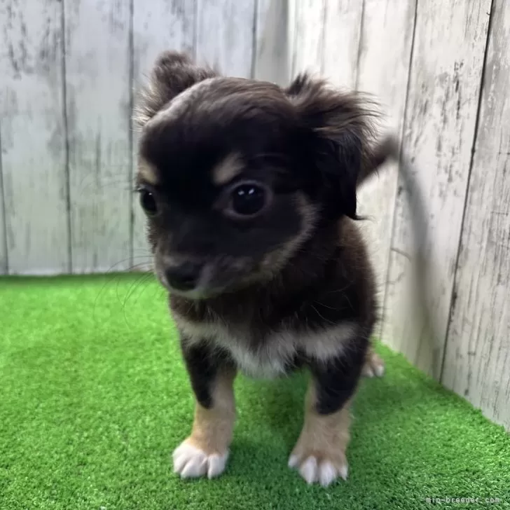 びきたん 様のお迎えした子犬