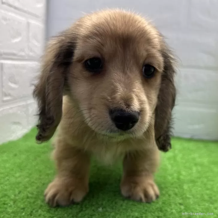 みー 様のお迎えした子犬