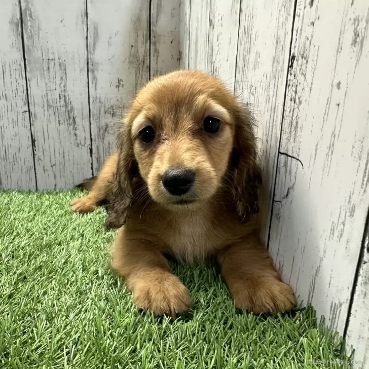 M母 様のお迎えした子犬