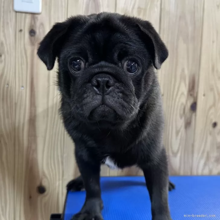 あすな 様のお迎えした子犬