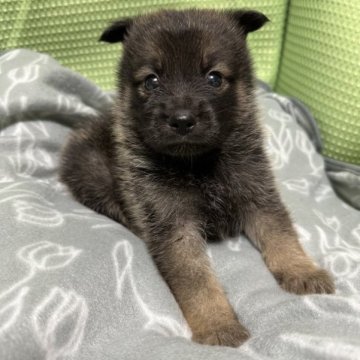 ポンスキー【福岡県・男の子・2023年4月15日・ブラウン】の写真「珍しいポンスキーの赤ちゃん」