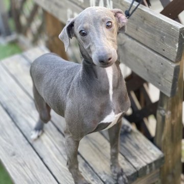 イタリアングレーハウンドの子犬を探す｜ブリーダー直販の子犬販売【みんなのブリーダー】