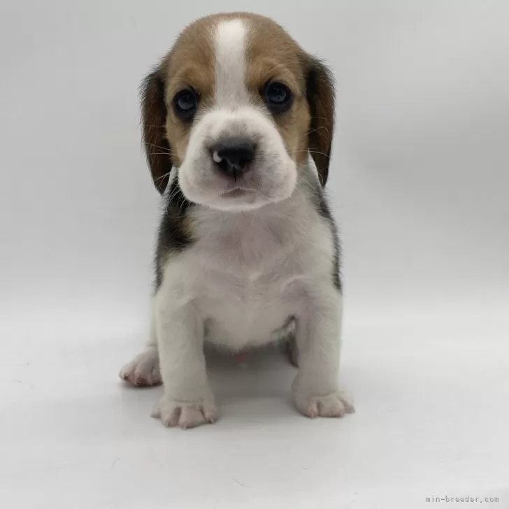 こてっち 様のお迎えした子犬