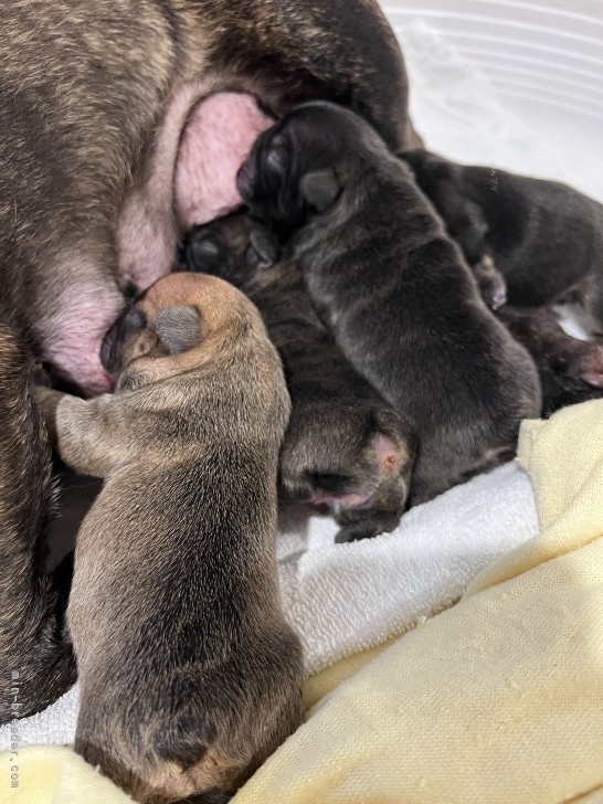 笘尾洋介ブリーダーのブログ：6頭出産🐶