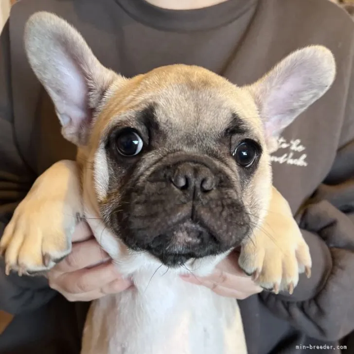 ゴリラいも 様のお迎えした子犬