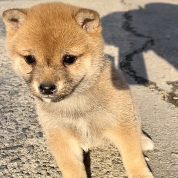 豆柴【福岡県・女の子・2024年11月12日・茶色】の写真「人懐っこくて、凄く可愛い子です🥰✨」