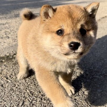 豆柴【福岡県・男の子・2024年11月12日・茶色】の写真「人懐っこくて、凄く可愛い子です🥰✨」