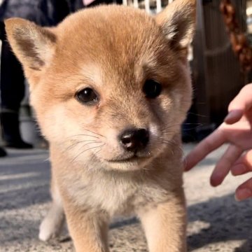 豆柴【福岡県・女の子・2024年11月12日・茶色】の写真「人懐っこくて、凄く可愛い子です🥰✨」