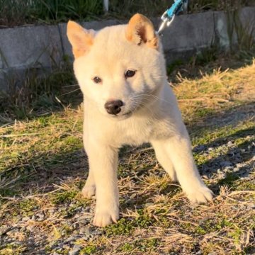 柴犬(豆柴)【福岡県・男の子・2024年9月11日・白色】の写真「よく食べてよく遊ぶ元気な男の子です☺️」