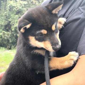 柴犬(豆柴)【福岡県・男の子・2023年6月17日・黒色】の写真「小さくてめっちゃ可愛い男の子ですよ💕」