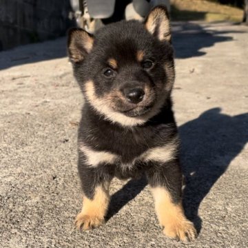 柴犬(豆柴)【福岡県・男の子・2024年1月1日・黒色】の写真「コロコロして凄く可愛い男の子です🥰」