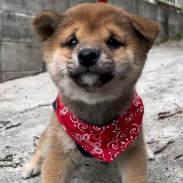 柴犬(豆柴)【福岡県・男の子・2023年12月3日・茶色】の写真「コロコロしていて凄く可愛い男の子です🥰」