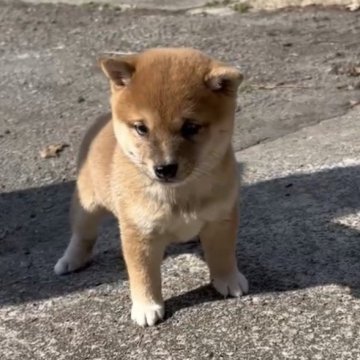 柴犬(豆柴)【福岡県・女の子・2023年9月19日・茶色】の写真「コロコロして凄く可愛い女の子です🥰」