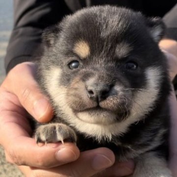 柴犬(豆柴)【福岡県・女の子・2023年10月23日・黒色】の写真「コロコロして凄く可愛い女の子です🥰」