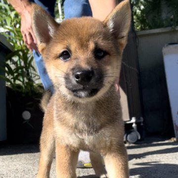 柴犬(豆柴)【福岡県・女の子・2024年5月20日・赤色】の写真「元気で可愛いですよ！🥰」