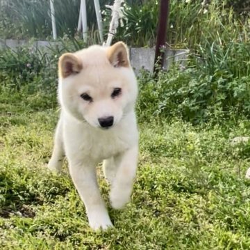 柴犬(豆柴)【福岡県・男の子・2024年1月5日・白色】の写真「コロコロしていて凄く可愛い男の子です🥰」