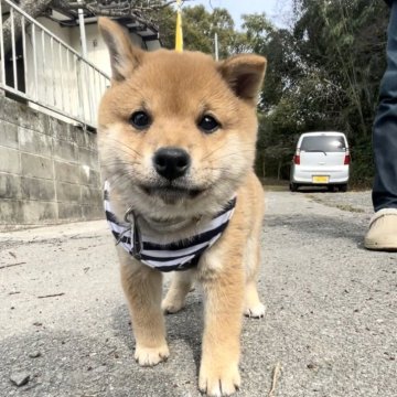 柴犬(豆柴)【福岡県・男の子・2023年12月4日・茶色】の写真「コロコロしていて凄く可愛い男の子です🥰」