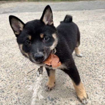 柴犬(豆柴)【福岡県・男の子・2023年3月8日・黒色】の写真「豆柴の中でも小さい方です☺️✨」