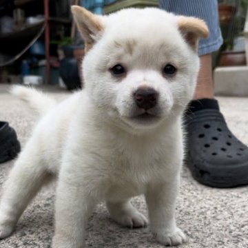 柴犬(豆柴)【福岡県・男の子・2024年4月28日・白色】の写真「小さくて凄く可愛い男の子です🥰」