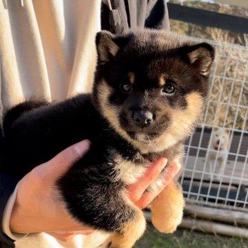 柴犬(豆柴)【福岡県・女の子・2023年11月20日・黒色】の写真「コロコロして凄く可愛い女の子です🥰」