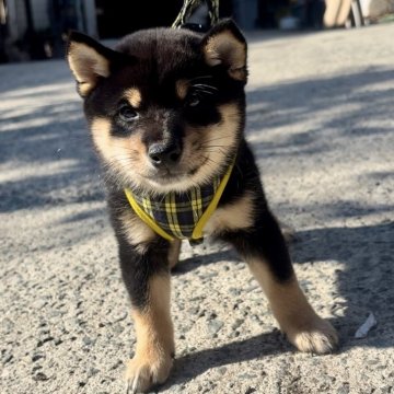 豆柴【福岡県・男の子・2024年9月9日・黒色】の写真「人懐っこくて、凄く可愛い男の子です🥰✨」