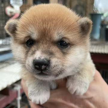 柴犬(豆柴)【福岡県・女の子・2022年4月3日・赤色】の写真「コロコロして可愛いです💕」