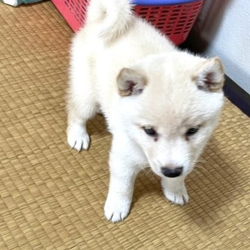 柴犬(豆柴)【福岡県・男の子・2023年6月23日・白色】の写真「コロコロして凄く可愛いですよ💕」