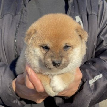 柴犬(豆柴)【福岡県・女の子・2023年12月3日・茶色】の写真「コロコロして凄く可愛い女の子です🥰」