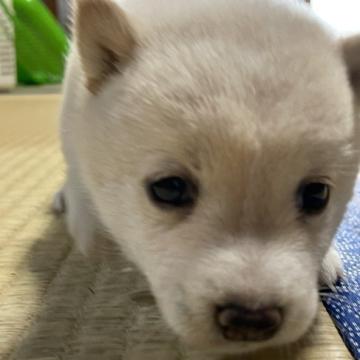 柴犬(豆柴)【福岡県・女の子・2022年5月28日・白色】の写真「コロコロして可愛いです💕」