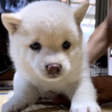 柴犬(豆柴)【福岡県・男の子・2024年5月27日・白色】の写真「小さくて凄く可愛い男の子です🥰💕」