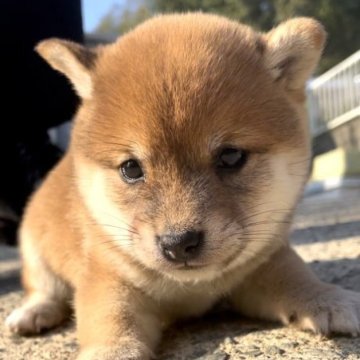 柴犬(豆柴)【福岡県・女の子・2023年10月9日・赤色】の写真「コロコロしていて凄く可愛い女の子です🥰」